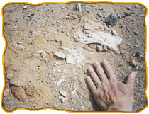 A fossil partially visible in the sand and rock with someone's left hand in the bottom right corner.