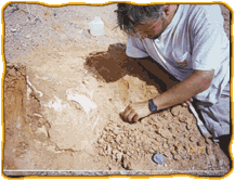 Person leaning over excavation site of a fossil in sedimentary partially visible in sand and rock and removing rocks with hand.