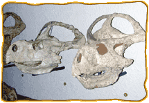 Two Protoceratops fossil skulls, with a third partially visible in left background.