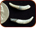 fossilized dolphin teeth