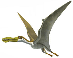 Illustration of the pterosaur Anhanguera blittersdorffi, in flight.