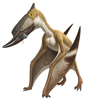 Illustration of the pterosaur Dsungaripterus weii.