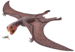 Illustration of the pterosaur Jeholopterus ningchengensisp, in flight with its mouth open chasing a flying insect.