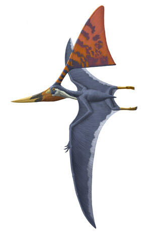 Illustration of the pterosaur Nyctosaurus gracilis, in flight with a large, triangular crest.