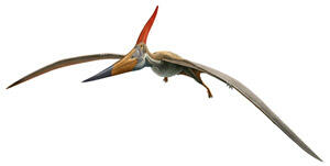 Illustration of the pterosaur Pteranodon longiceps, in flight with a colorful crest.