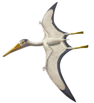 Illustration of the pterosaur Pterodactylus antiquus, in flight.