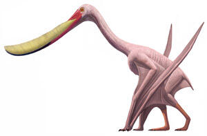 Illustration of the pterosaur Pterodaustro guinazui, with a long, curved beak.