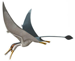 Illustration of the pterosaur Rhamphorhynchus muensteri in flight, with a long, thin tail and open mouth revealing sharp teeth.