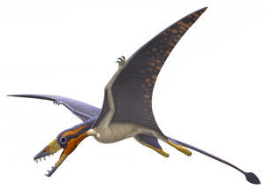 Illustration of the pterosaur Scaphognathus [Crassirostris?] in flight, with a long, thin tail and open mouth revealing sharp teeth.
