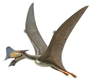 Illustration of the pterosaur Tapejara wellnhoferi, in flight.