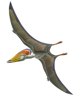 Illustration of the pterosaur Tupuxuara leonardii, in flight with a colorful crest.