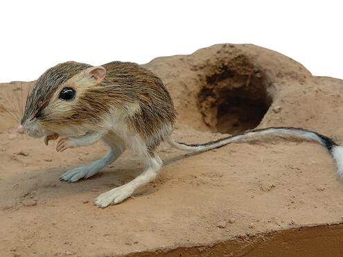model of kangaroo rat in the desert
