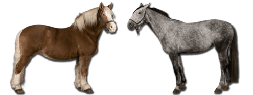 Two different types of horses stand face to face.