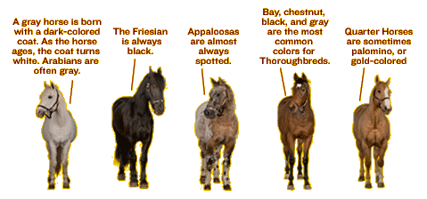 An Arabian gray horse, a black Friesian horse, a spotted Apaloosa, a chestnut Thoroughbred, and a gold Quarter Horse.