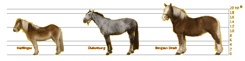 3 basic horse body types