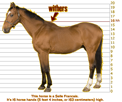 A photo of a horse superimposed on a height chart vertically numbered from zero to 20, representing "hands." An arrow points to the horse's withers.
