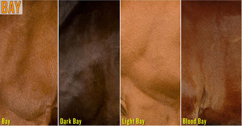 example of bay, dark bay, light bay, and blood bay horse colors