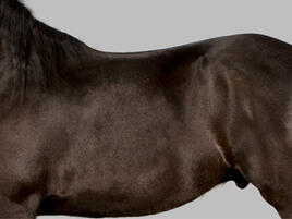example of black horse color