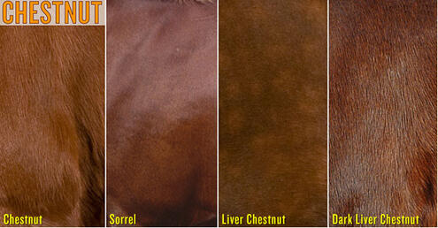 example of chestnut, sorrel, liver chestnut, and dark liver chestnut horse colors