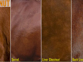 example of chestnut, sorrel, liver chestnut, and dark liver chestnut horse colors