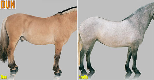 example of dun and grulla horse colors