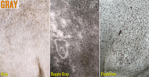 example of gray, dapple gray, and fleabitten horse colors
