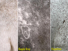 example of gray, dapple gray, and fleabitten horse colors