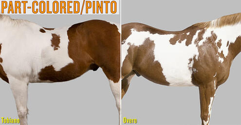 examples of tobiano and overo pinto horses