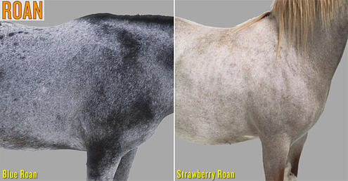 example of blue roan and strawberry roan horse colors