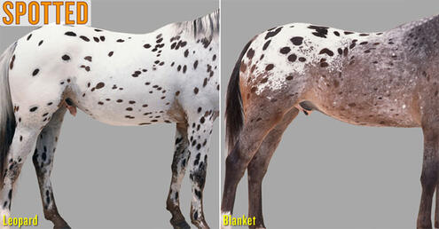 example of leopard and blanket spotted horses