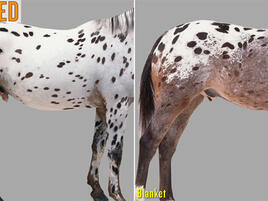 example of leopard and blanket spotted horses