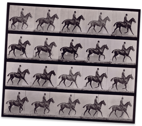 a horse moving captured in many frames on this contact sheet