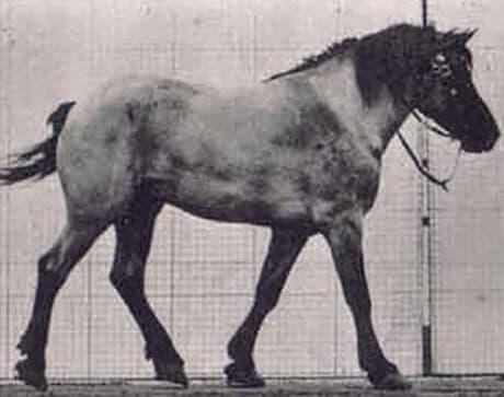 side view of walking horse