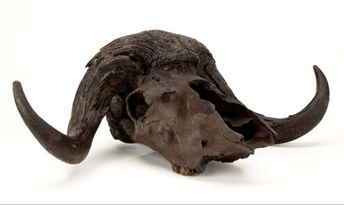 musk ox skull
