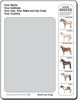 Stationery template with photos of six different horse breeds lined up vertically on the right side of the page.