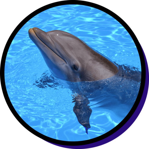 Dolphin poking head out of pool water