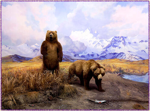 alaska brown bear AMNH diorama