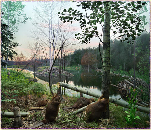 North American Beaver AMNH diorama