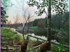 North American Beaver AMNH diorama
