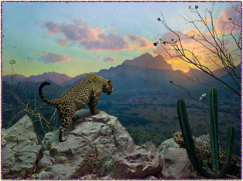 jaguar AMNH diorama