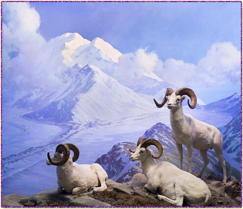 Dall Sheep AMNH diorama