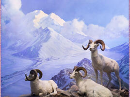 Dall Sheep AMNH diorama