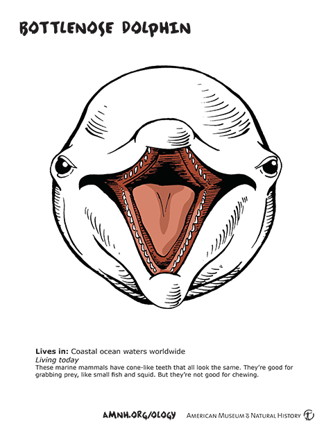 Super Teeth OLogy Science for Kids