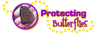 Stylized text reading "Protecting Butterflies" beside a circular image of a butterfly underlined by a bright, curving line of dots.