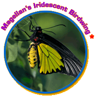 The Magellan's Iridescent Birdwing butterfly perched on a plant inside of a circle.