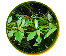 Circular image of the Taiwan sassafras plant.