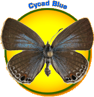 The Cycad Blue butterfly above a bright circle.