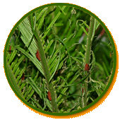 Circular close-up on the Taitung cycad plant.