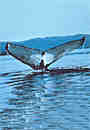 olc_098_humpback_whale_story