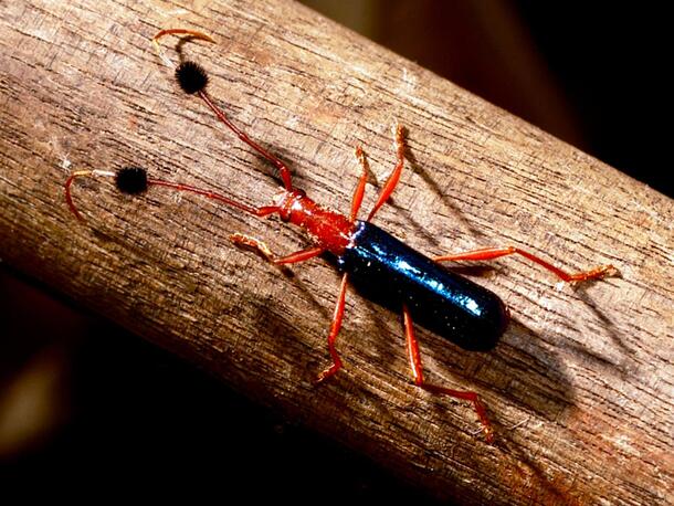 longhorn beetle on wood